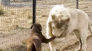 Funny video Animal 3