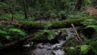 River In The Forest