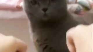 Kucing Ajaib