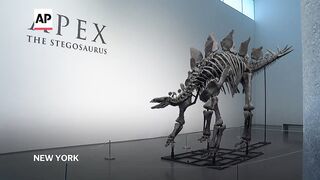 161-million-year-old Stegosaurus expected to sell for between $4 and $6M.
