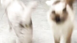 Cat cosplays as Captain Tsubasa