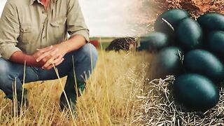 Farmer Finds Black Eggs, But When They Hatch He Starts Crying