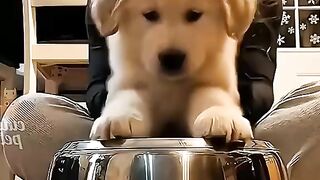 Pet fails \ funny moments