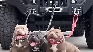 American_Bully_dog_attitude_WhatsApp_status_#shorts_#americanbully(480p).