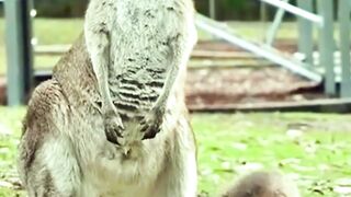 Kangaroo's amazing interesting unique videos...! #ytshorts #shortvideo #viral  #Respect #fyp #trending #follower