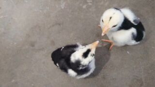 Baby chickß