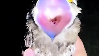 Sons terrifiants d'oiseaux