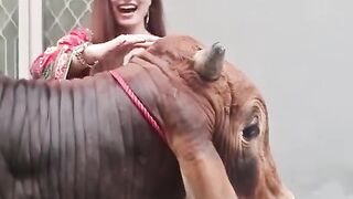 ہاہاہا بیل کا جواب سنیں اس نے کیا کہا