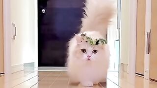 Tera_name_Nasha_rakha_????_????✨_so_pretty_little_cats_videos_#cat_#shortvideo_#youtubeshorts(480p).