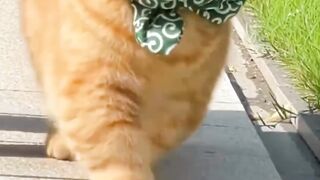 Cat of orange good cat