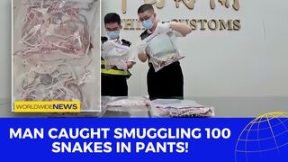 Man Caught Smuggling 100 Snakes in Pants!