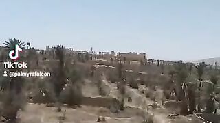 Palmyra 11