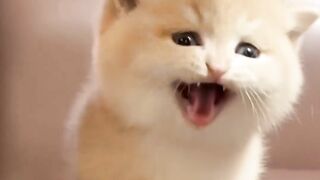 Cute cat???????? 2