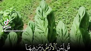 Allah Akbar 6