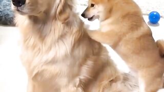 Momen Menggemaskan Bersama Dua Anak Anjing yang Lucu"