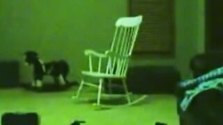 catlover 2