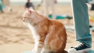 SCATER CAT