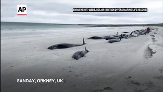 Dozens of whales die in mass stranding on beach in Orkney Islands.