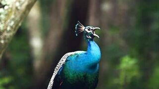 Have you ever witnessed this#wildlifephotography #wildlife #nature #travel #peacock.