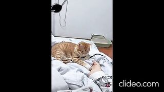 КОТКОСТАН