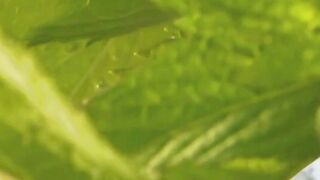 Have You Tasted Fresh Peppermint Tea?