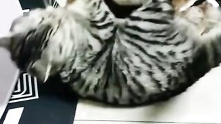 Cat and duck fight 2