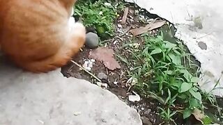Meowcat