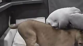 ????????????(480p).