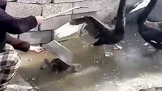 #记录我们的养殖生活_#光合计划_#黑天鹅(480p).