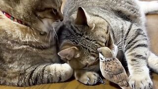 КОТКОСТАН 2