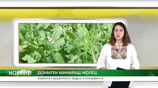ПРОБЛЕМЪТ С ДОМАТЕНИЯТ МИНИРАЩ МОЛЕЦ СТАВА СВЕТОВЕН