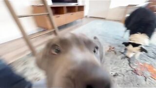 Free Dog Training Information Software - Download for free -