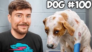 Saved 100 dogs!