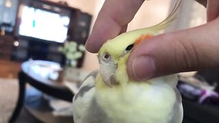 My Cockatiel