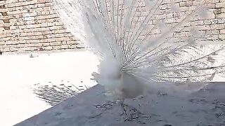 The white peacock trick