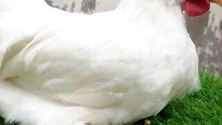 White beautiful hen