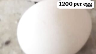 Peacock eggs VIl