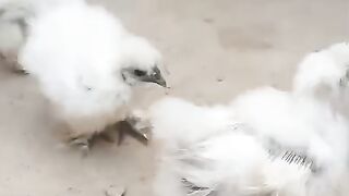 A pair of two