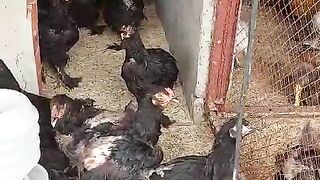 The home based chicken