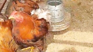 Brahma chicken?