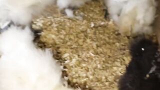 White bantam?