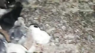 Too little llbabies grow