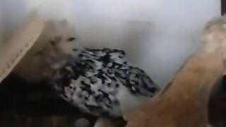 Molted chicken ?