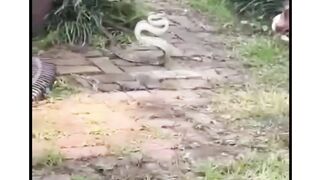 Bon chien de garde