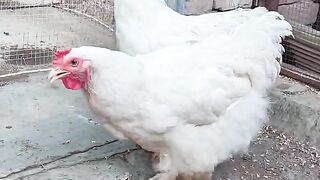 White bantam beautiful