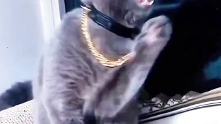 Chat fringant