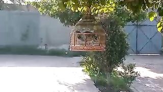 In the tree