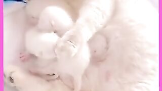 Maman chatte