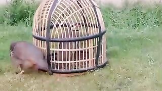 The cage outside