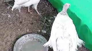 White is ll